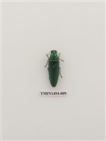 藏品(鞘翅目(外國))的圖片